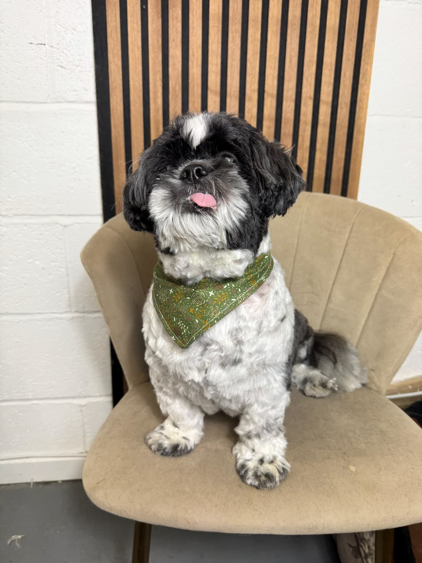 A freshly groomed black and white dog wearing a green bandana