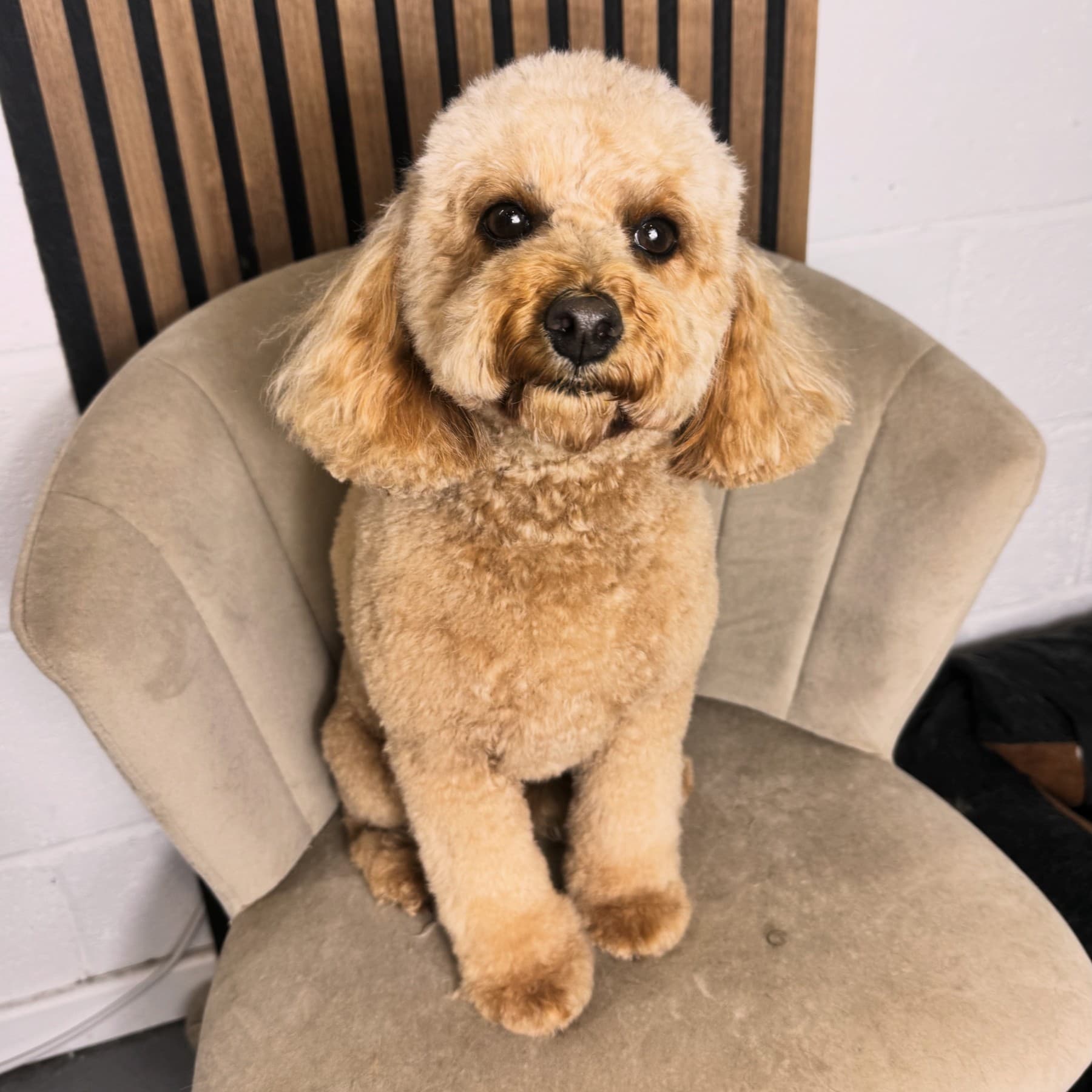 A freshly groomed fluffy cream dog sitting on a velvet chair