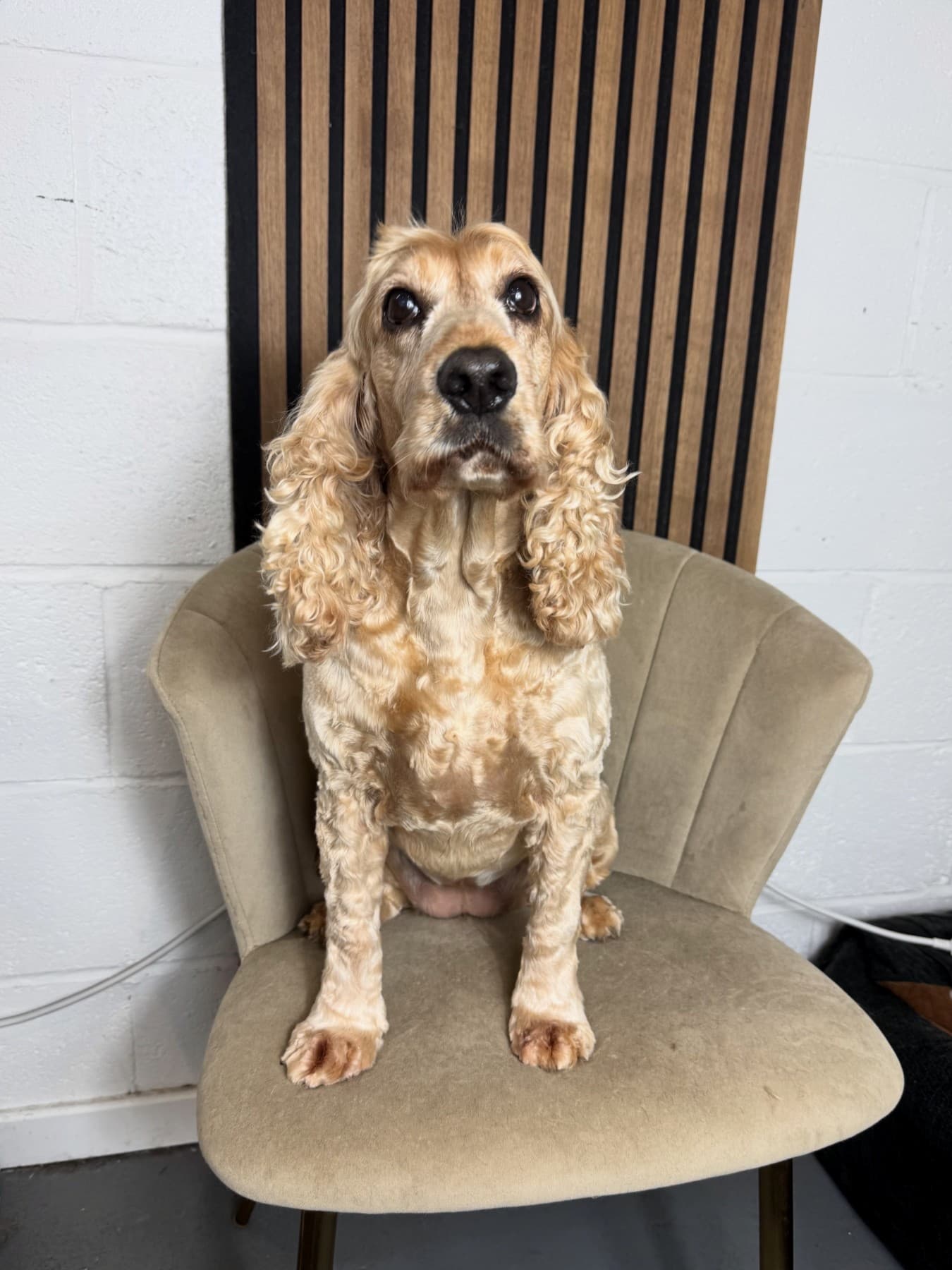 A freshly groomed golden dog with curly ears, sitting on a velvet chair