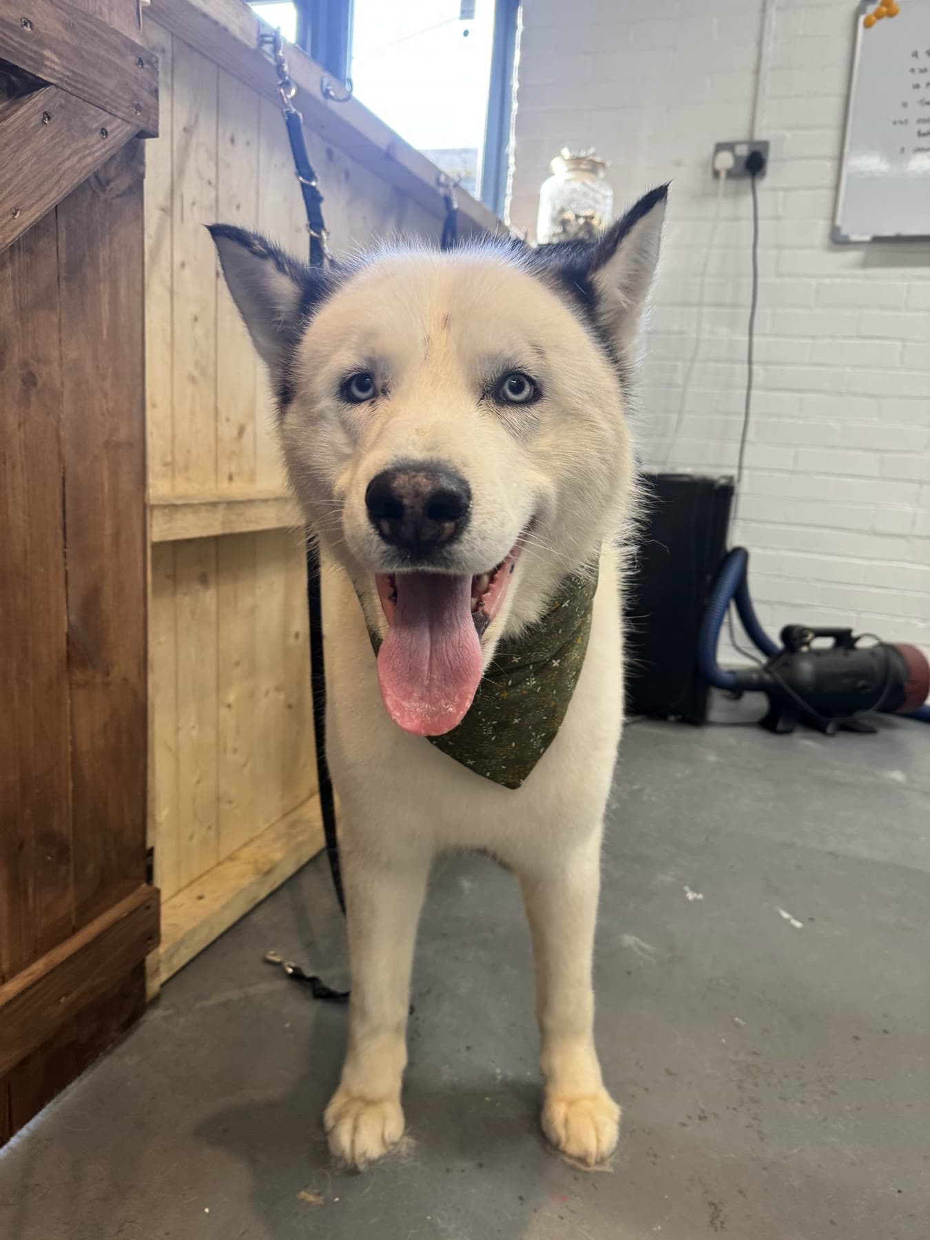 A freshly de-shedded white husky in a green bandana, smiling in the salon