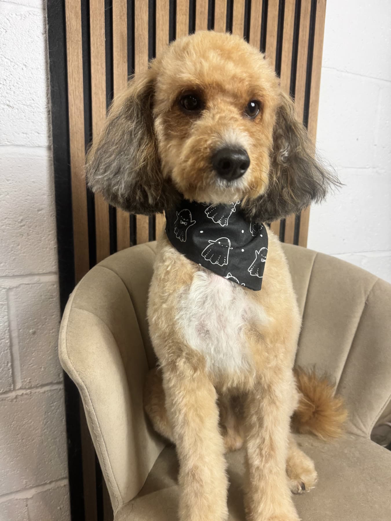 A freshly groomed apricot cavapoochon in a black bandana, sitting on a velvet chair