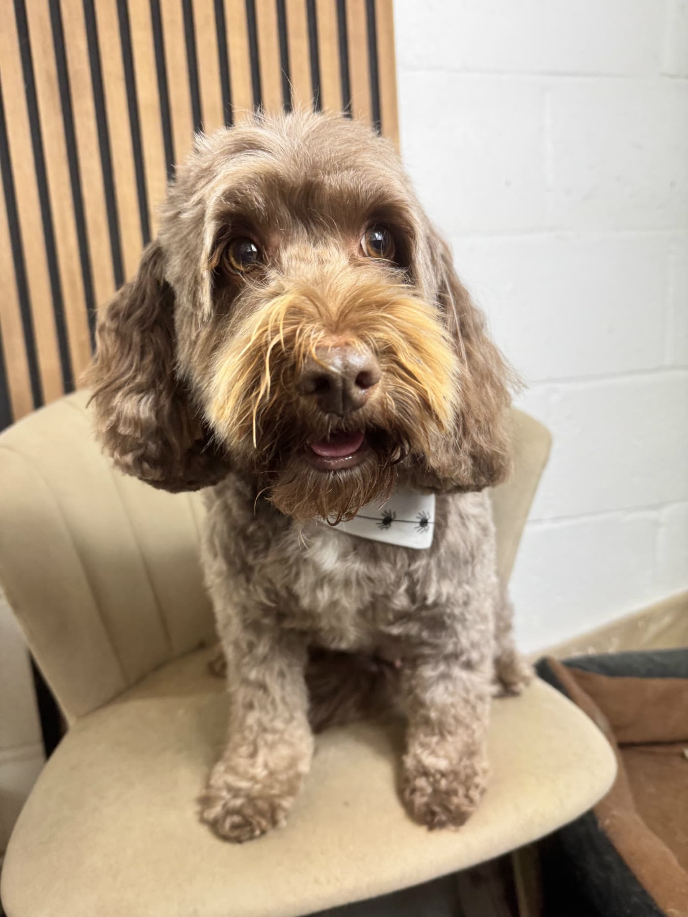 A freshly groomed chocolate cockapoo looking up from a velvet chair