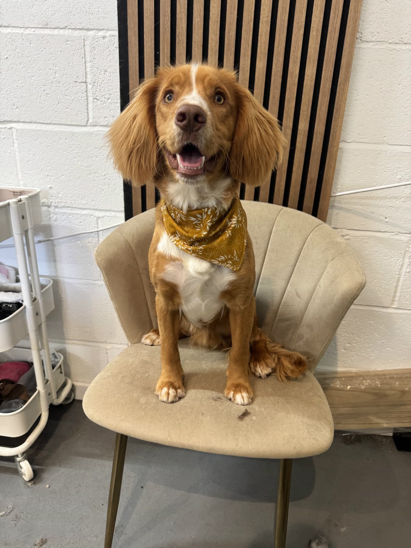 A freshly groomed, happy spaniel in a gold bandana, sitting on a velvet chair