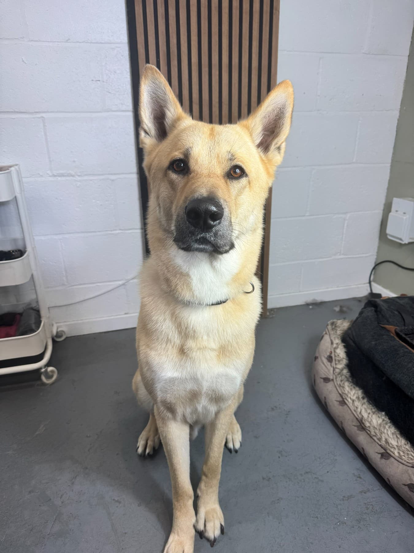 A freshly groomed light tan dog sitting in the salon