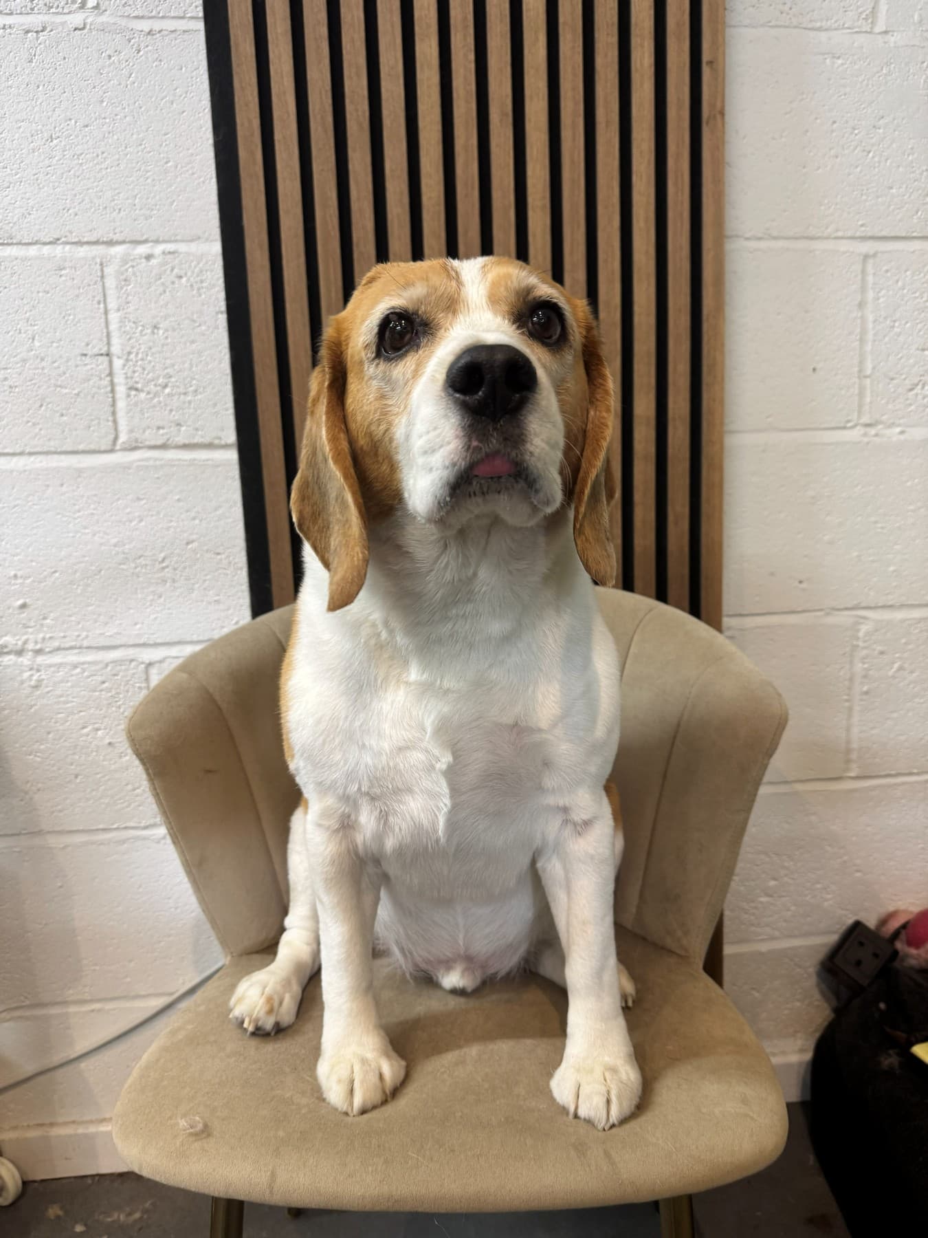A freshly groomed tan and white dog sitting on a velvet chair