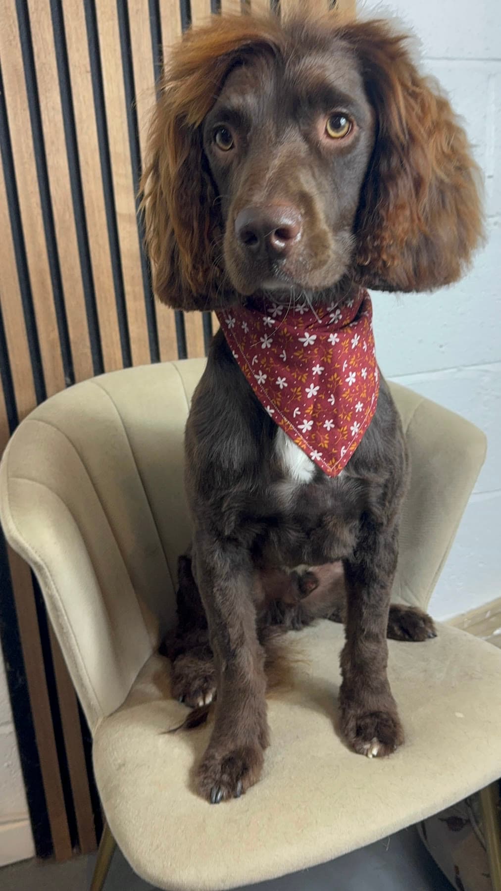 A freshly groomed chocolate spaniel in a red bandana, sitting on a velvet chair