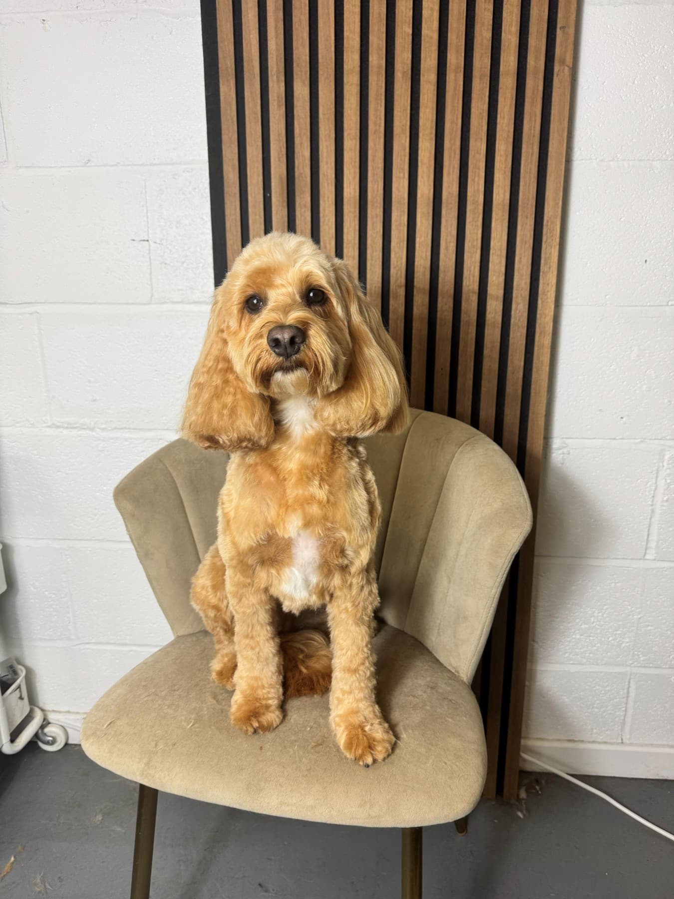 A freshly groomed golden dog with a head tilt, sitting on a velvet chair